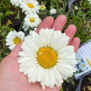 Leucanthemum superbum 'Victorian Secret'