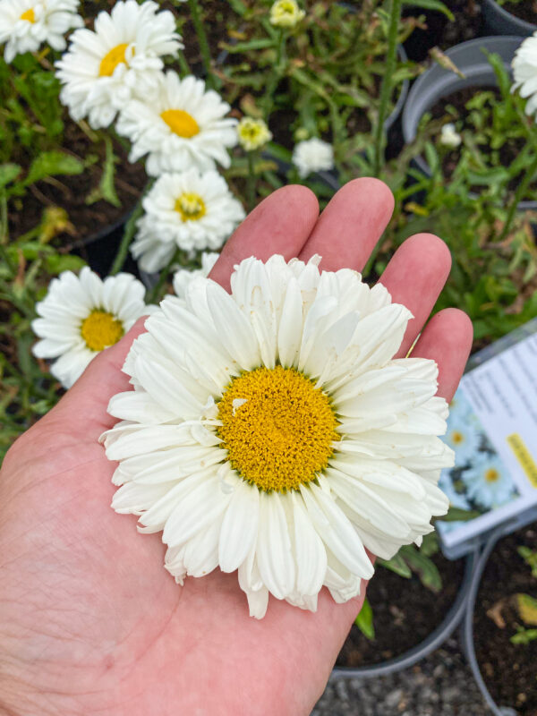 Leucanthemum superbum 'Victorian Secret'