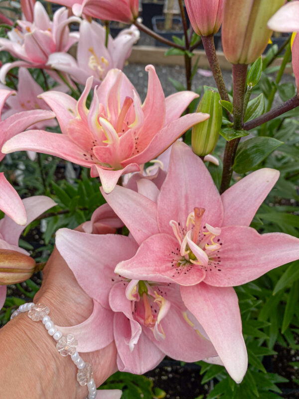 Lilium asiatic 'Elodie'