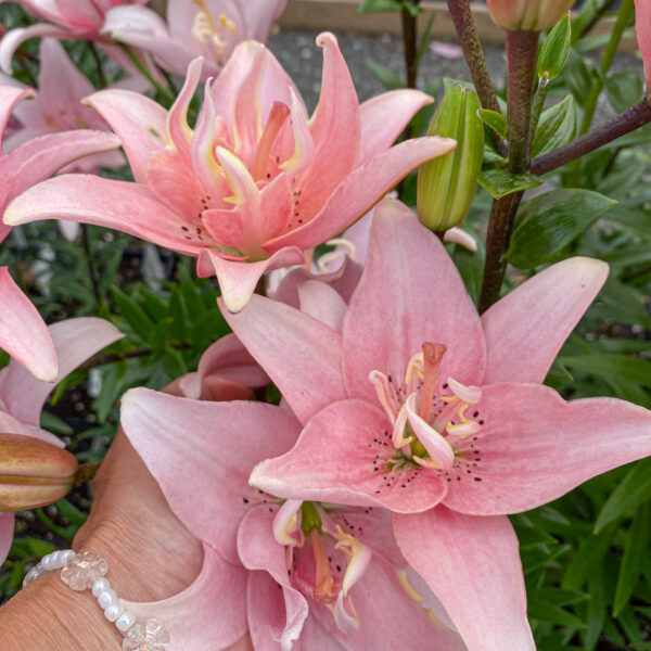 Lilium asiatic 'Elodie'