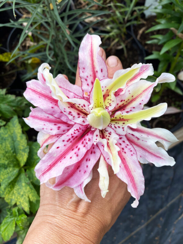 Lilium asiatic 'Magic Star'