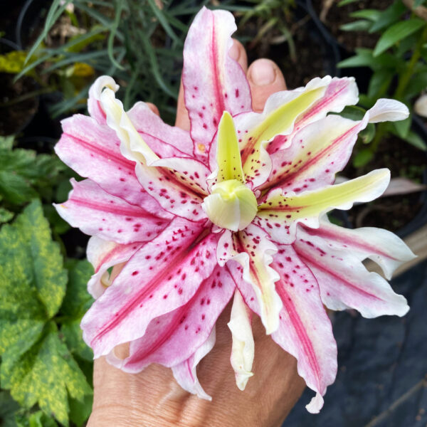 Lilium asiatic 'Magic Star'