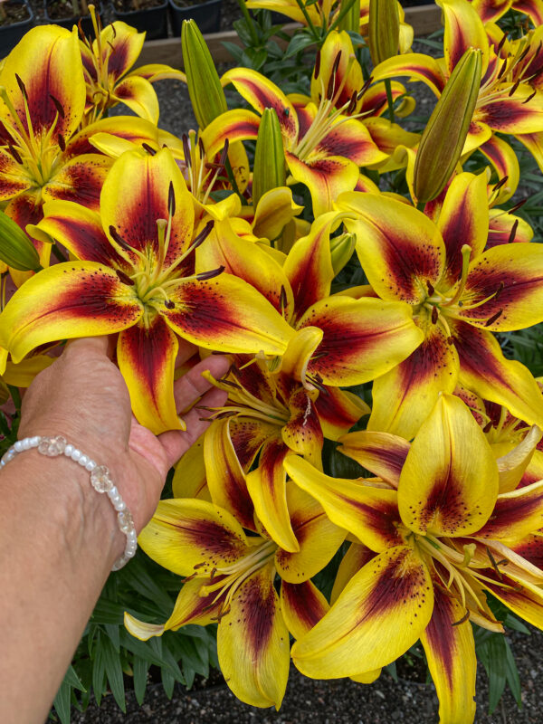 Lilium asiatic 'Viva la Vida'