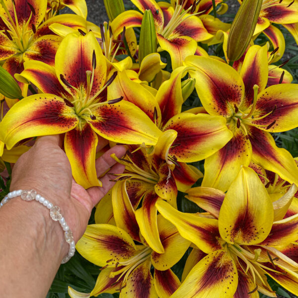 Lilium asiatic 'Viva la Vida'