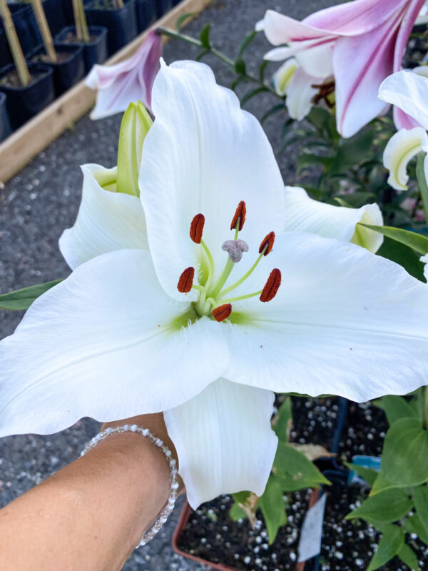 Lilium oriental 'Casablanca'