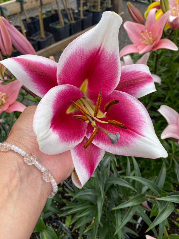 Lilium oriental 'Friso'