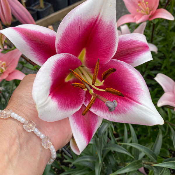 Lilium oriental 'Friso'