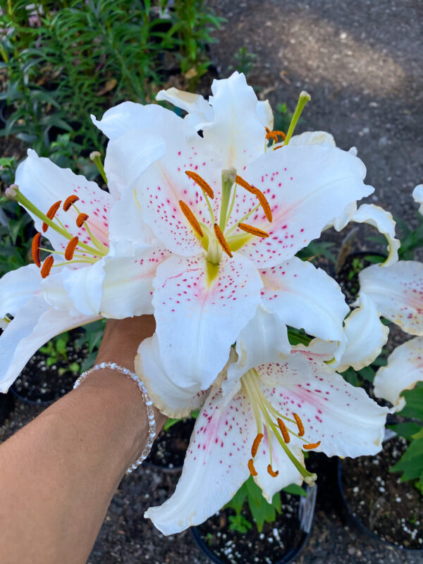Lilium oriental 'Muscadet'