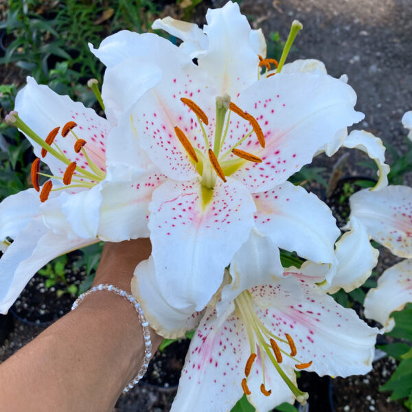 Lilium oriental 'Muscadet'