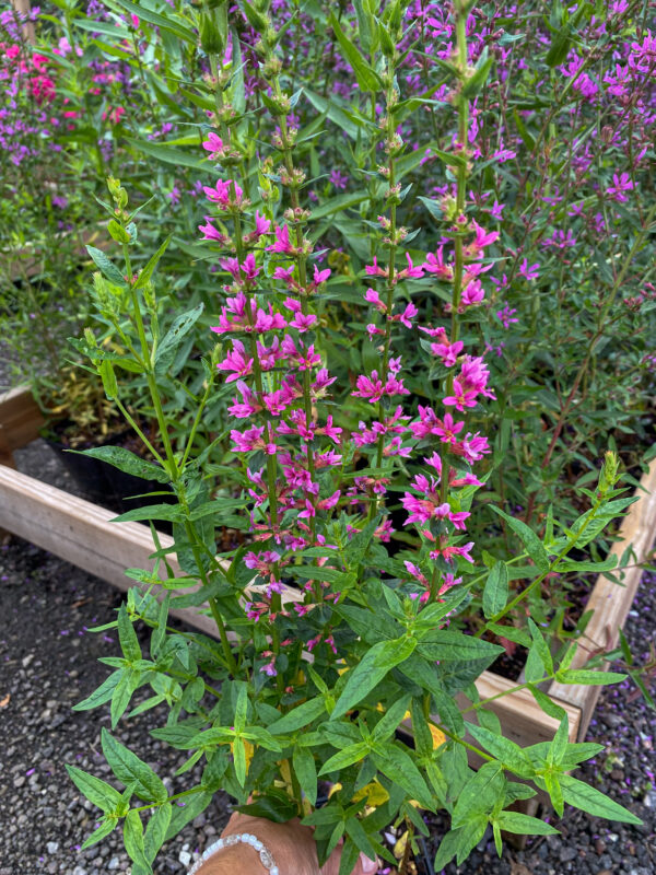 Lythrum salicaria 'Blush'