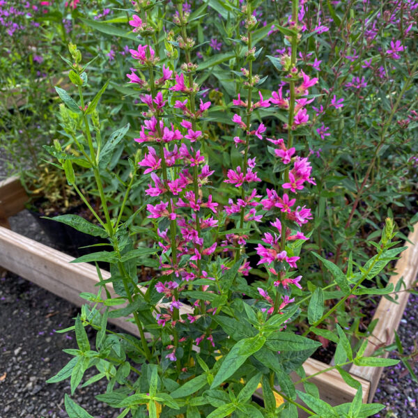 Lythrum salicaria 'Blush'
