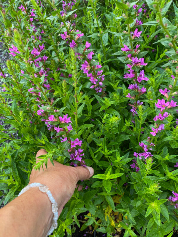Lythrum salicaria 'Lady Sackville'