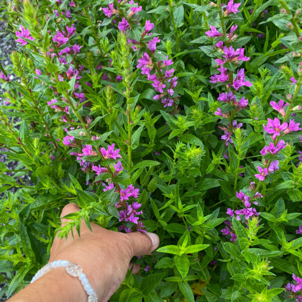 Lythrum salicaria 'Lady Sackville'