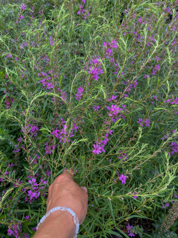 Lythrum salicaria 'Morden Pink'
