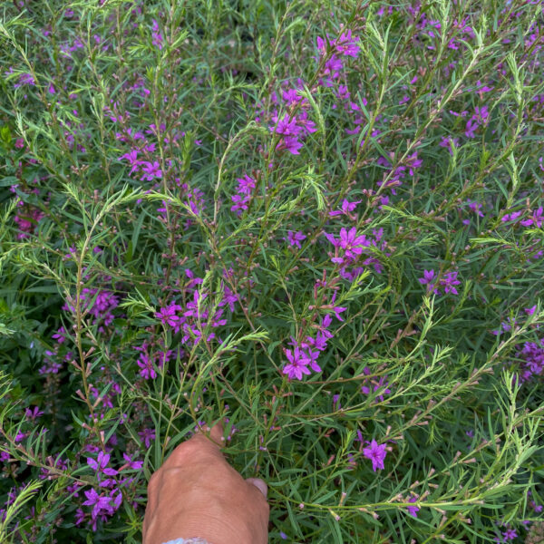 Lythrum salicaria 'Morden Pink'
