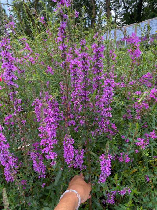 Lythrum salicaria 'Rosy Gem'