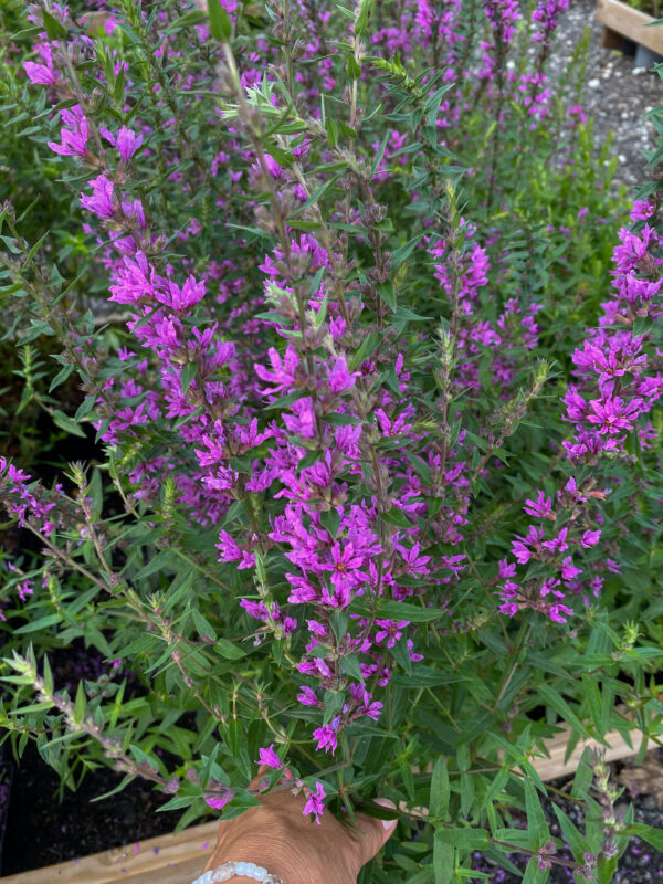 Lythrum salicaria 'Swirl'