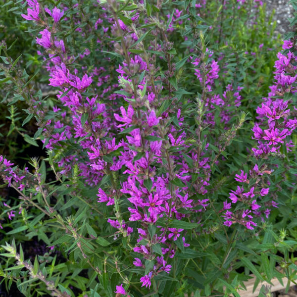 Lythrum salicaria 'Swirl'