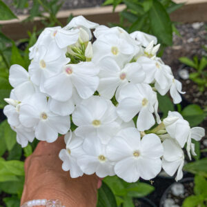 Phlox paniculata 'David'
