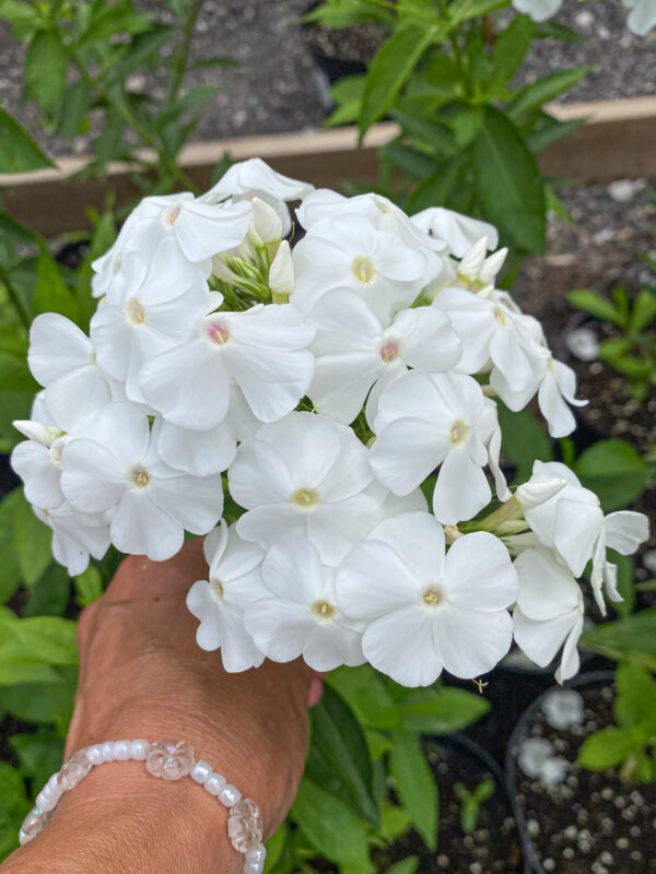 Phlox paniculata 'David'