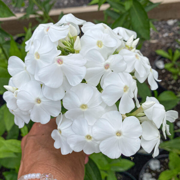 Phlox paniculata 'David'