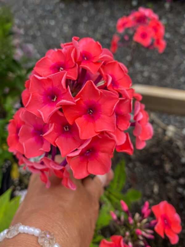 Phlox paniculata 'Flame Pink'