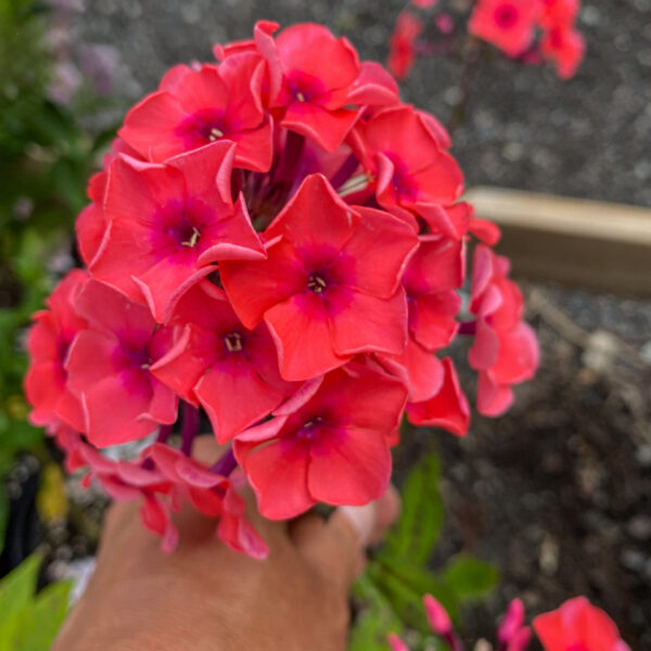 Phlox paniculata 'Flame Pink'