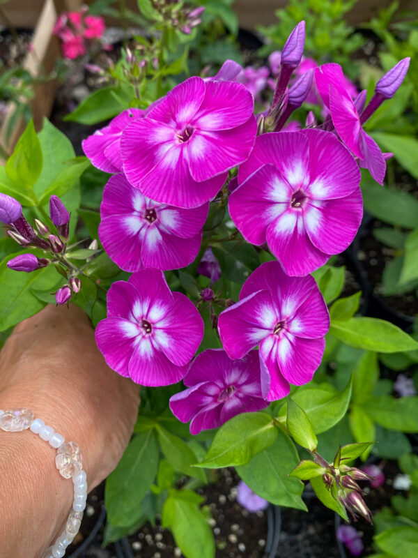 Phlox paniculata 'Laura'