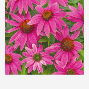 Echinacea purpurea 1 g