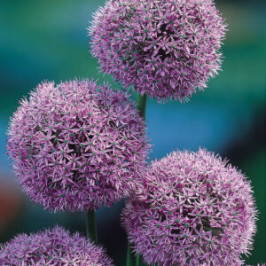 Allium Gladiator 20/+ штука