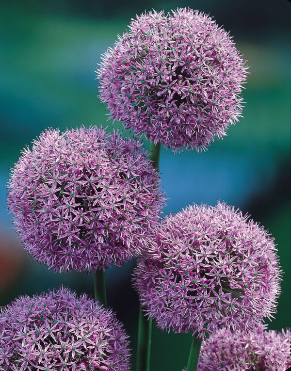 Allium Gladiator 20/+ штука
