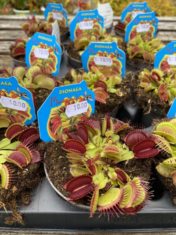 Dionaea muscipula