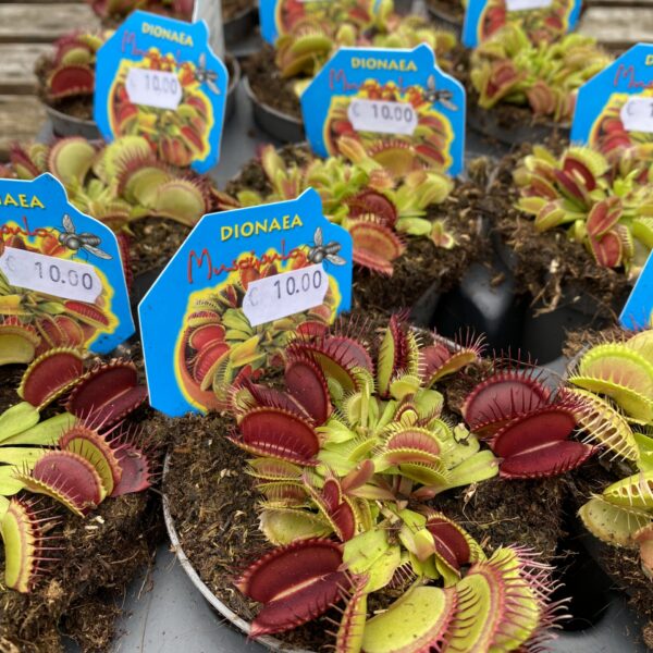 Dionaea muscipula