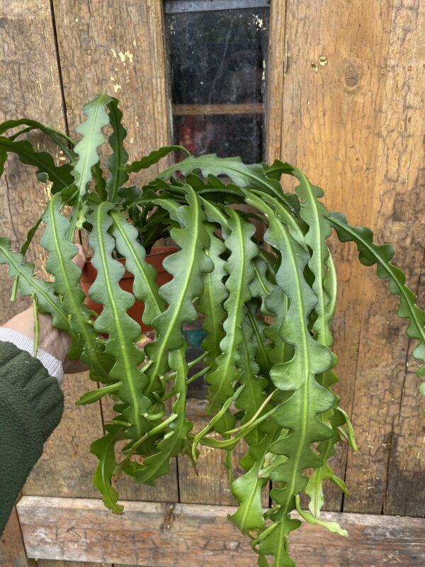 Epiphyllum anguliger