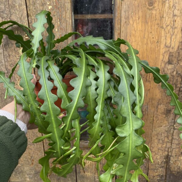Epiphyllum anguliger