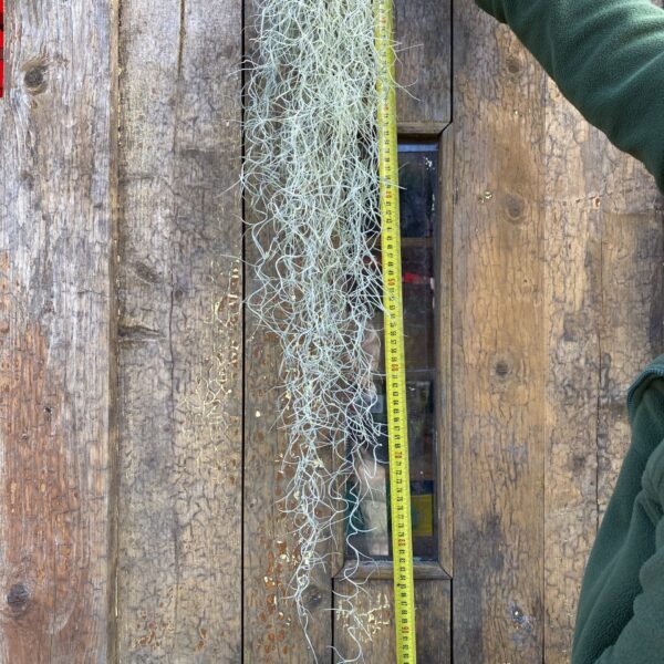 Tillandsia usneoides