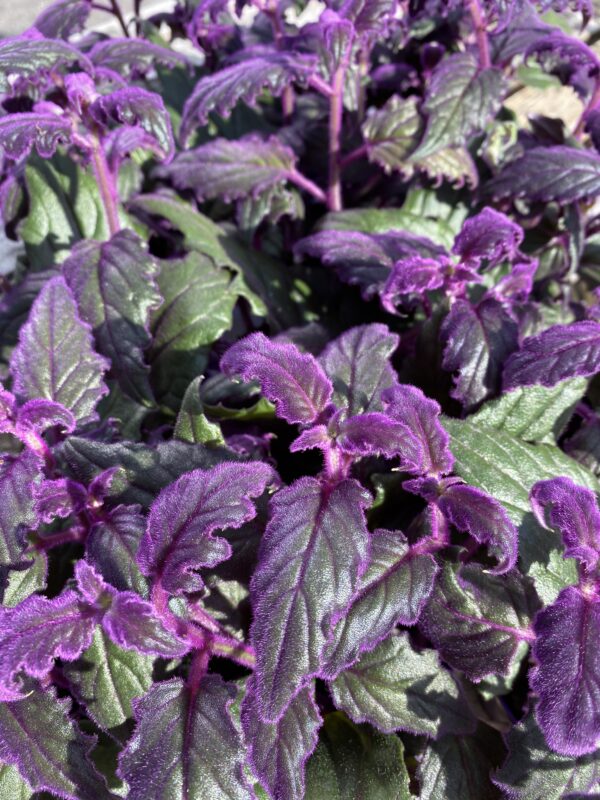 Gynura aurantiaca Purple Passion
