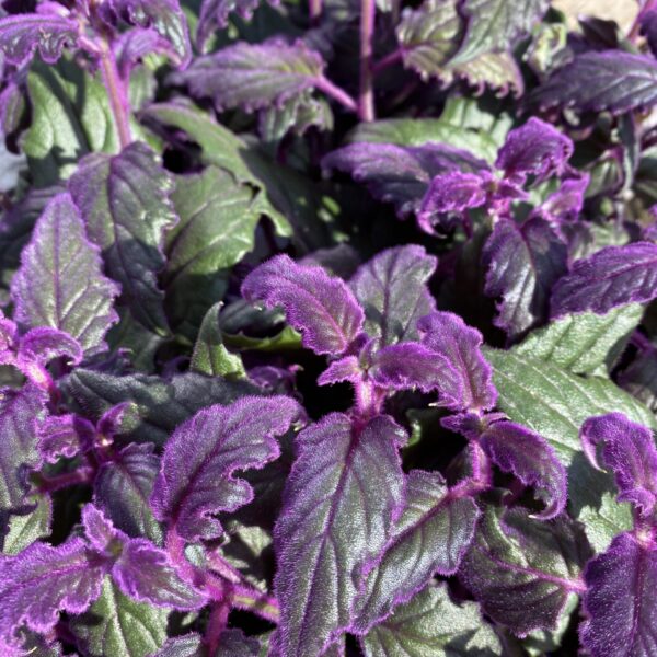 Gynura aurantiaca Purple Passion