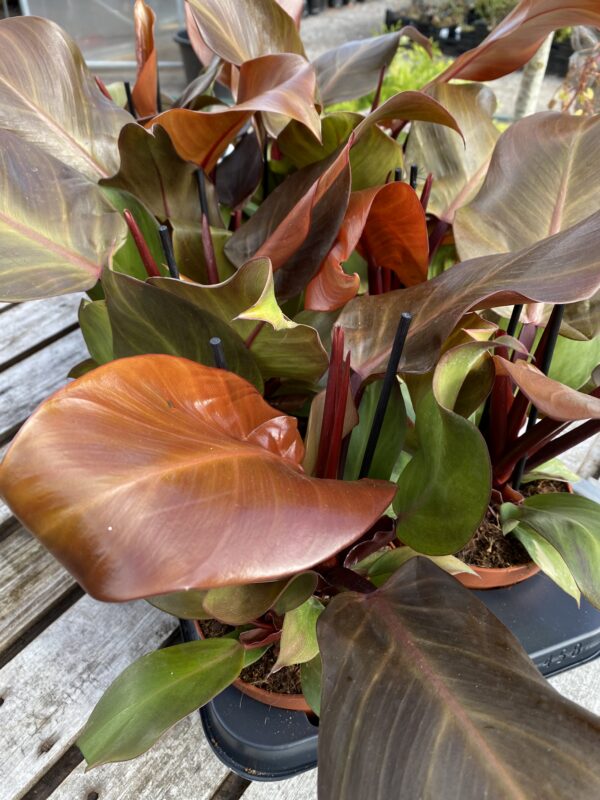 Philodendron Sunlight