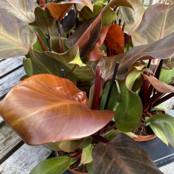 Philodendron Sunlight