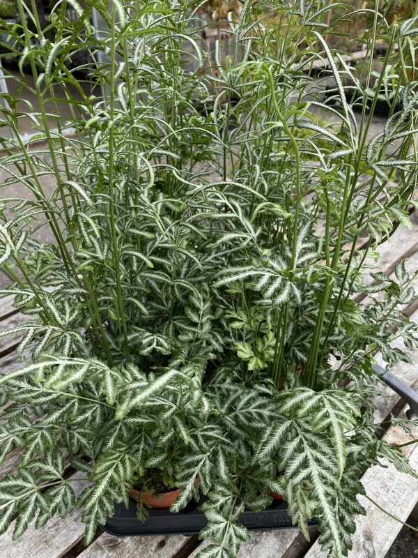 Pteris ensiformis Evergemiensis