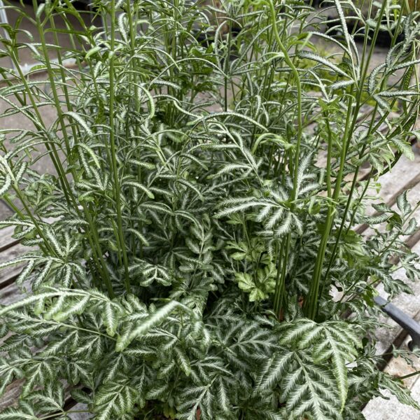 Pteris ensiformis Evergemiensis