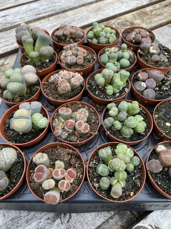 Lithops