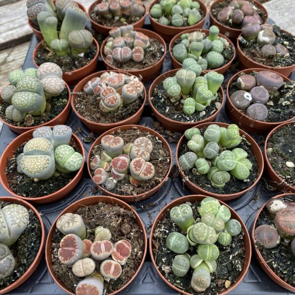 Lithops