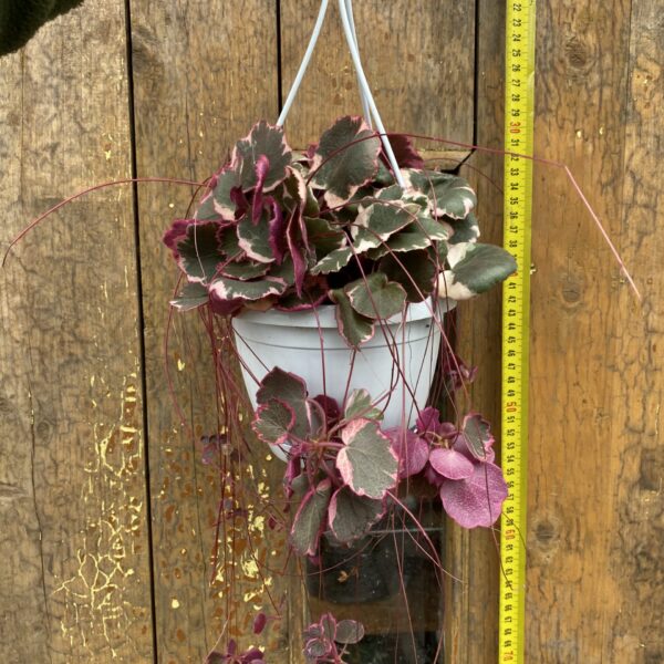 Saxifraga stolonifera Tricolor