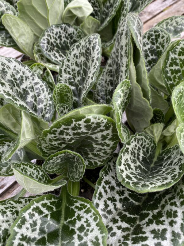 Streptocarpus Pretty Turtle