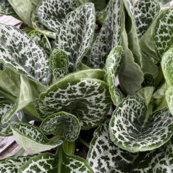 Streptocarpus Pretty Turtle