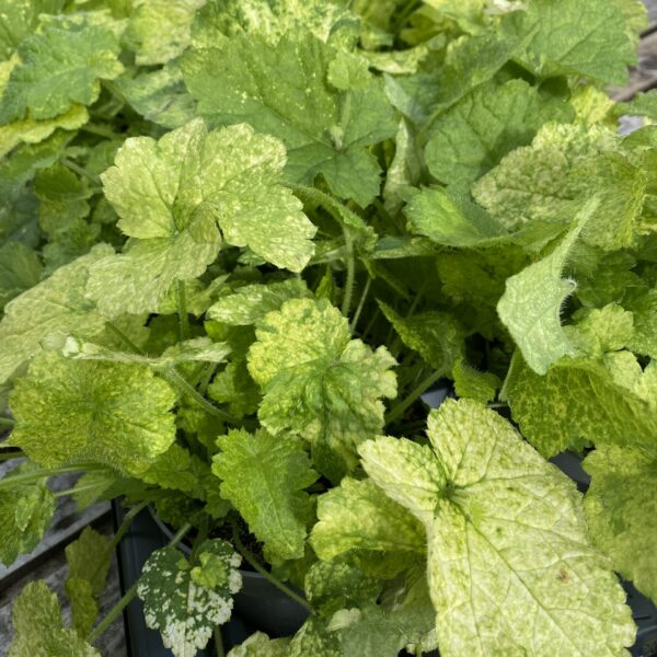 Tolmiea menziesii Variegata