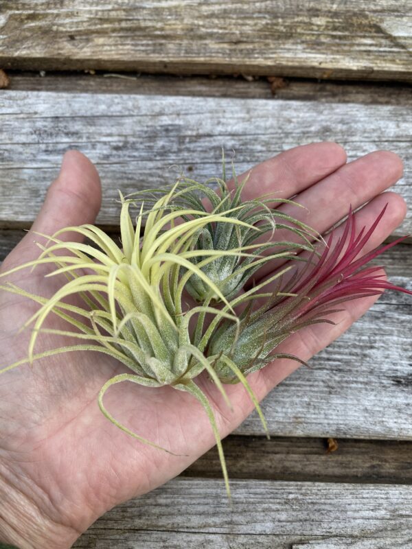 Tillandsia mix