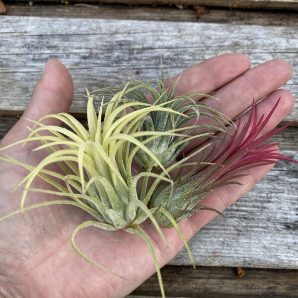 Tillandsia mix